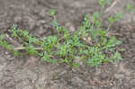 Butler's sandparsley